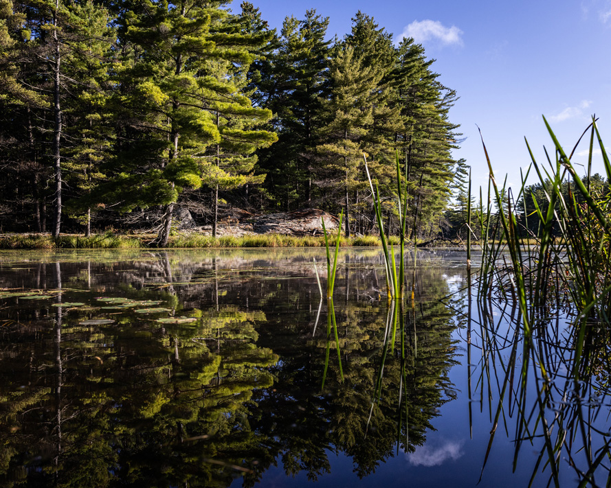 Forest and Lake Muskoka Canada photographer David Walker