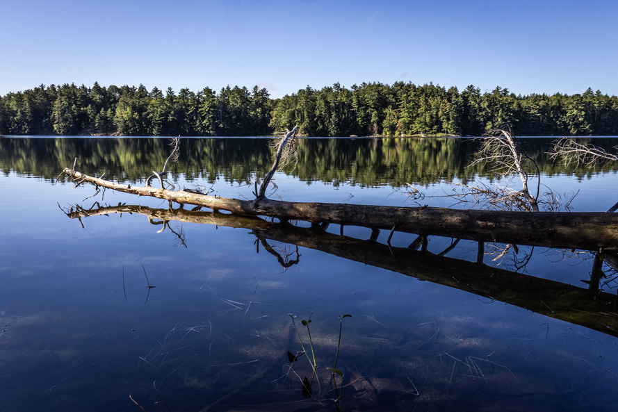 forêt et lac